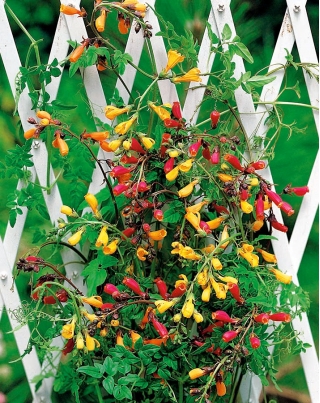 Hạt hỗn hợp hoa Glory Chile - Eccremocarpus scaber - 200 hạt