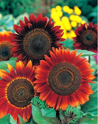Sunflower Abendsonne seeds - Helianthus annuus - 14 seeds