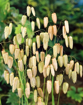 Greater Quaking Grass seeds - Briza maxima - 500 semien - semená