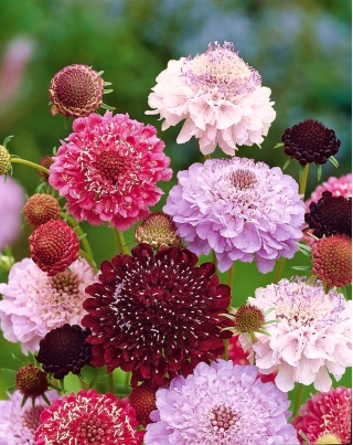 Scabiosa, pinc Muff hoa - phối màu - 110 hạt - Scabiosa atropurpurea