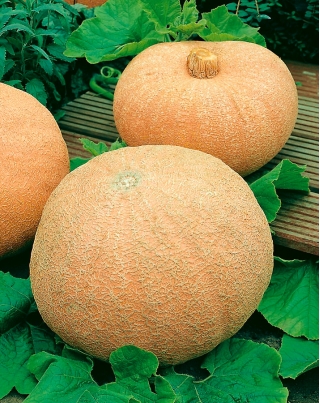 Abóbora Gigante - Melon Yellow - 12 sementes - Cucurbita maxima