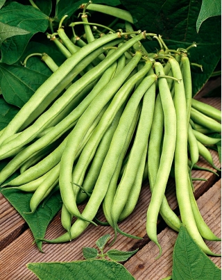 绿色法国豆“Scuba” - 中早期品种 -  200粒种子 - Phaseolus vulgaris L. - 種子