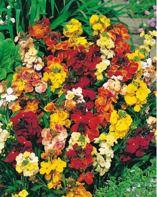 Engelske Wallflower blandede frø - Cheiranthus Cheiri