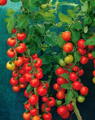 Field tomato "Harzfeuer F1" - valued across Europe - 100 seeds - 175 seeds
