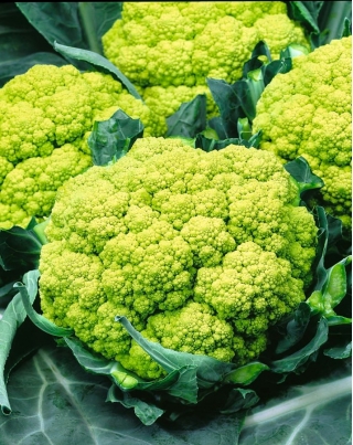Cauliflower "Trevi F1" with green head