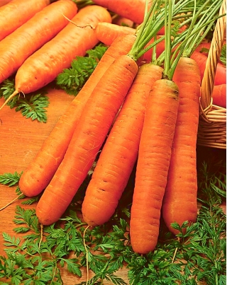 Carrot "Berlikumer 2" - medium late variety - SEED TAPE