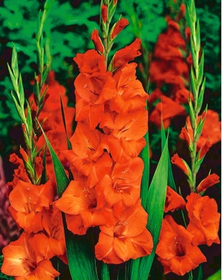Gladiolsläktet apelsin - XXL - paket med 5 stycken - Gladiolus