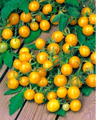 Tomaatti - Mirabell - Lycopersicon esculentum Mill  - siemenet