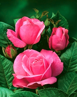 Bibit pot bunga besar - merah muda - pot - 