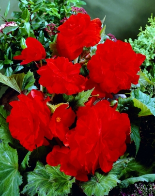 Begonia ×tuberhybrida - Piros - csomag 2 darab