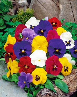 גן שוויצרי פנסי - תערובת מגוון - Viola x wittrockiana Schweizer Riesen - זרעים