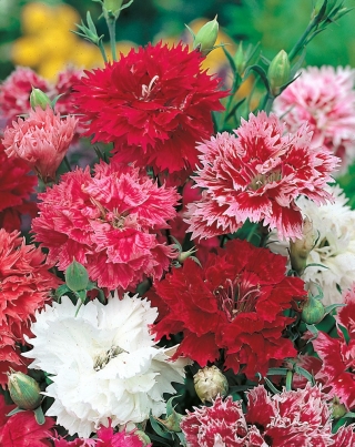 彩虹粉 - 双品混合;中国粉红色 -  495粒种子 - Dianthus chinensis - 種子