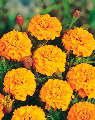 French marigold "Petite Gold" - low growing, double golden yellow variety - 315 seeds