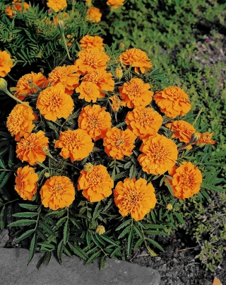 French marigold "Kora" - low-growing, orange-flowered