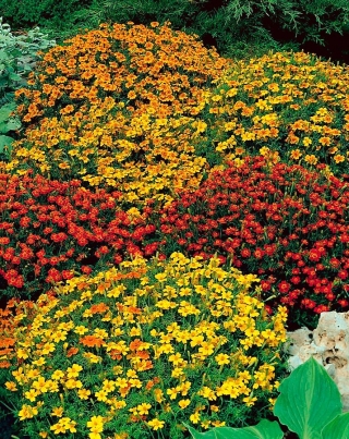 Signet marigold "Starfire" - сорт микс - 585 семена - Tagetes tenuifolia
