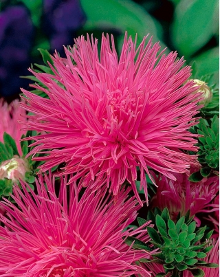 Callistephus chinensis - Walentyna - 450 semillas - rosa
