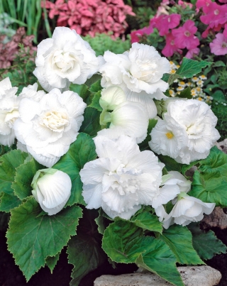 Begonia Large Flowered Double White - 2 bulbs