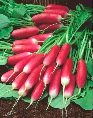 Radish "Mila" - roșu cu vârf alb - 850 de semințe - Raphanus sativus L.