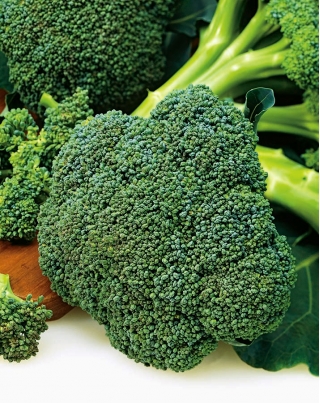 BIO - Broccoli - certified organic seeds - 300 seeds