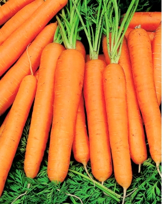 Carrot "Jagna" - early variety - SEED TAPE