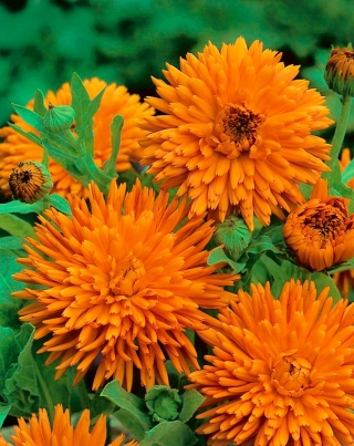 Pot marigold "Radio" - 240 biji - Calendula officinalis - benih
