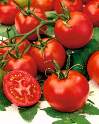 Tomato "Grebe F1" - for greenhouse and under cover cultivation