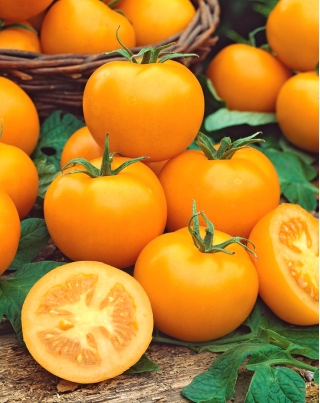 Tomato ladang "Romus" - pelbagai tinggi - Lycopersicon esculentum Mill  - benih