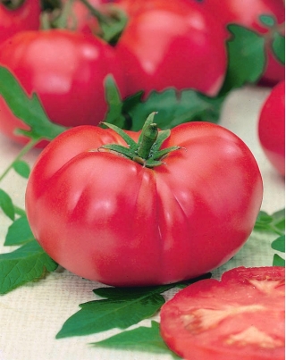 토마토 "VP1 F1 핑크 킹"- 온실, 나무 딸기 다양한 - 12 종자 - Lycopersicon esculentum Mill  - 씨앗