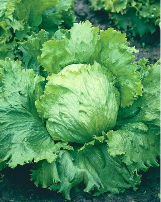 Iceberg lettuce "Beata" - 900 seeds