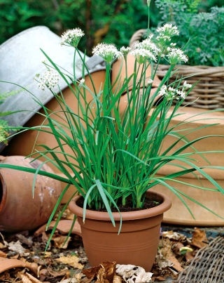 Bieslook -  Allium tuberosum - zaden