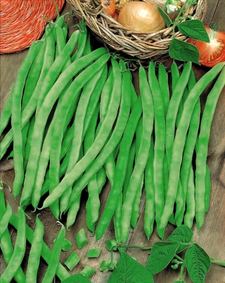 Green French bean "Hilds Neckarkönigin" – staked