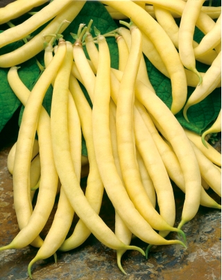 黄色いインゲンマメ「ポルカ - コーティング種子 - Phaseolus vulgaris - シーズ