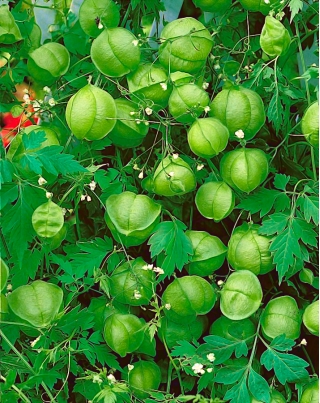 Amor em um Puff, sementes de plantas de balão - Cardiospermum halicacabum - 14 sementes