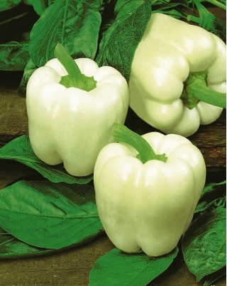 Γλυκό πιπέρι "Hallo" - λευκή ποικιλία συνιστάται για καλλιέργεια σε σήραγγες - Capsicum annuum - Hallo - σπόροι