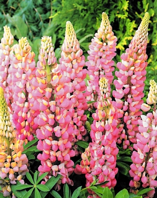 Lupinus, Lupin, Lupin Pink - květinové cibulky / hlíza / kořen - Lupinus hybridus
