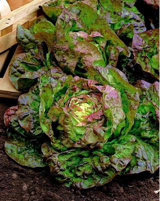 BIO-salaatti "Marveille 4" - sertifioidut luonnonmukaiset siemenet - 