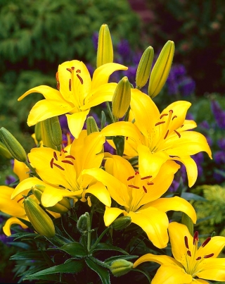 Asiatische Lilie mit gelben Blüten - Gelb - Großpackung! - 15 Stück