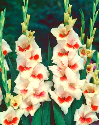 แมรี่ Housley พืชไม้ดอก - 10 ชิ้น; ดาบลิลลี่ - Gladiolus Mary Housley