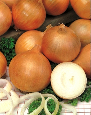 Onion "Torunianka" - thrives in difficult conditions, ideal for long-time storage