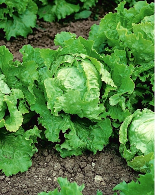 خس ايسبرغ "سامبا" - أوراق خضراء شاحبة - البذور المعالجة - Lactuca sativa L.  - ابذرة