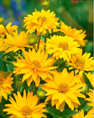 False Sunflower, Summer Sun zaden - Heliopsis scabra - 125 zaden