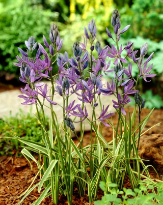 Camas Blue Melody - 10 kosov; quamash, indijski hijacint, camash, divji hyacinth, Camassia