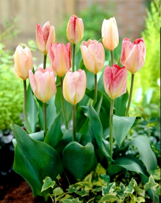 Tulipán Flaming Purissima - 5 ks