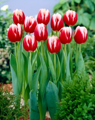 Tulipa Leen van der Mark - Tulip Leen van der Mark - 5 květinové cibule