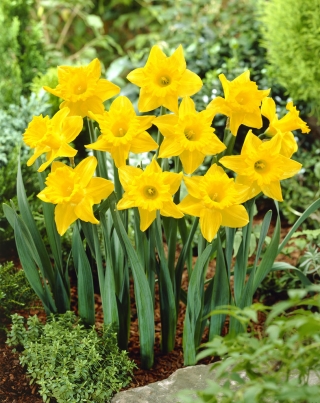 Terompet daffodil, narcissus Tak tertandingi - paket besar! - 50 buah - 
