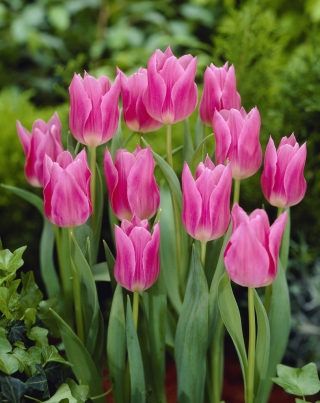 Tulip 'China Pink' - paquete grande - 50 piezas