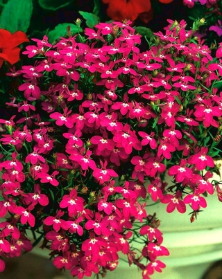 Лобелія Розамонд - малинові квіти - 