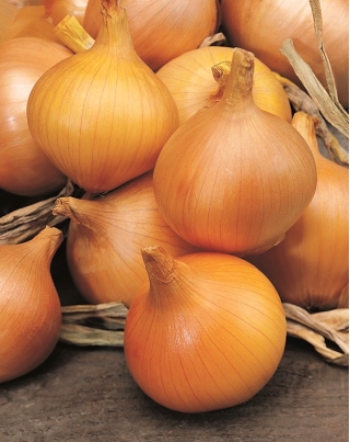 Onion Supra - SEED TAPE