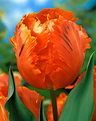 Tulipa 'Orange Favorite' - pacote grande - 50 unidades