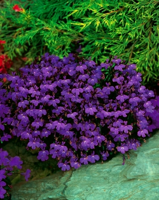 Violetas apmales lobēlija; dārza lobelija - 